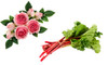 Rhubarb & Rose - Malton Fragrance Oil