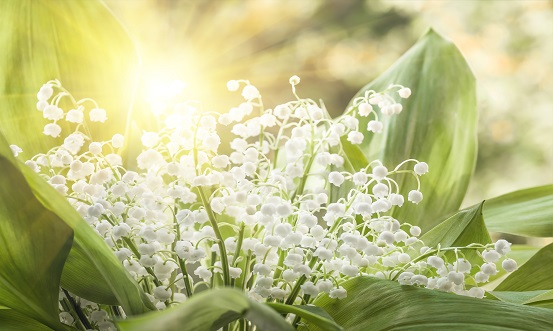 Lily of the Valley Fragrance Oil 
