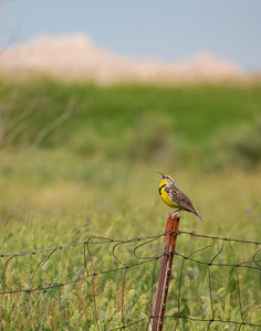 A Meadowlark's Song