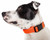 Pet Life 'Aero Mesh' 360 Degree Dual Sided Comfortable And Breathable Adjustable Mesh Dog Collar