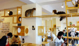 Cuppa & Kittens: Inside 5 Cool Cat Cafés 