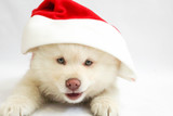 4 Perfect Holiday Presents for Your Pup