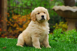 Are You Ready for a Puppy? 5 Ways to Know for Sure