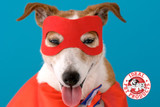 Here are the winners of the 2024 Howl-o-ween Pet Costume Contest