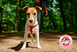Your dog says fresh air is good for you.