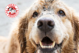 Pet door looking ruff? Here’s how to fix it