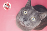 Lost pets and microchips: How one tiny chip brought Lilly home