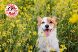 Spring allergies in pets: How to keep your furry friend comfortable