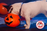 Halloween pet safety tips