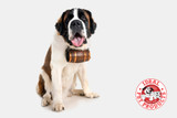 ​The St. Bernard — a legendary winter hero