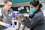 LA fires: 400+ animals need help now!