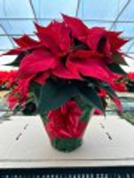 It's Holiday Time at A&A Plants in Browns Summit!