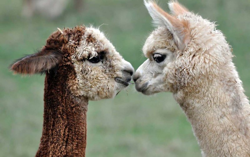 alpaca-banner-800.jpg