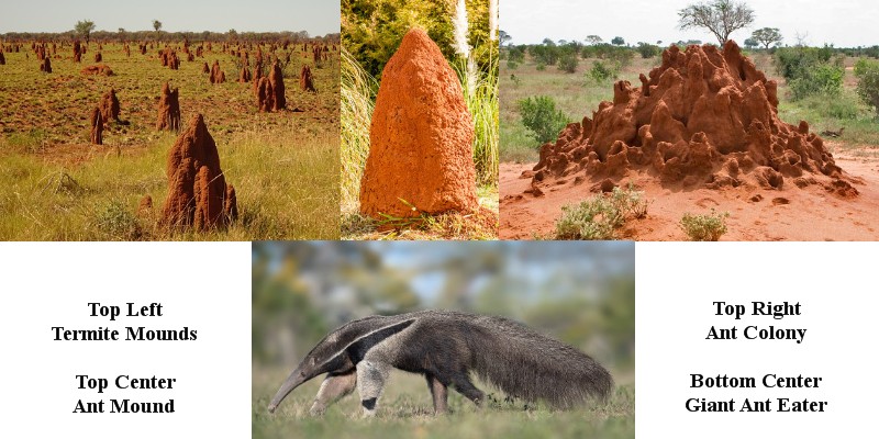 ant-termite-banner.jpg