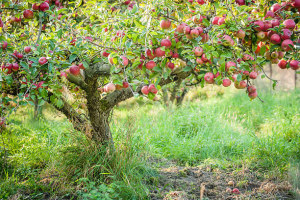 apple-stree.jpg
