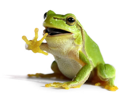 bullfrog-425-w.jpg