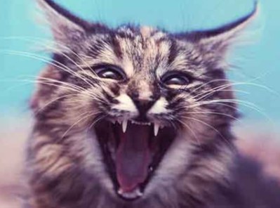 cat-400w.jpg