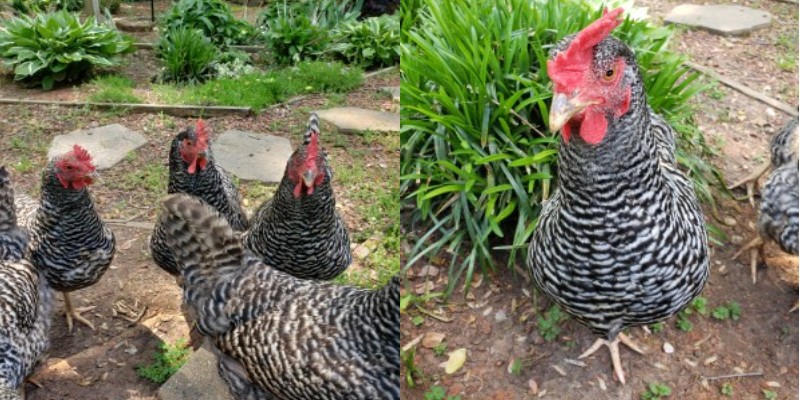 chickenbanner-barredrks.jpg