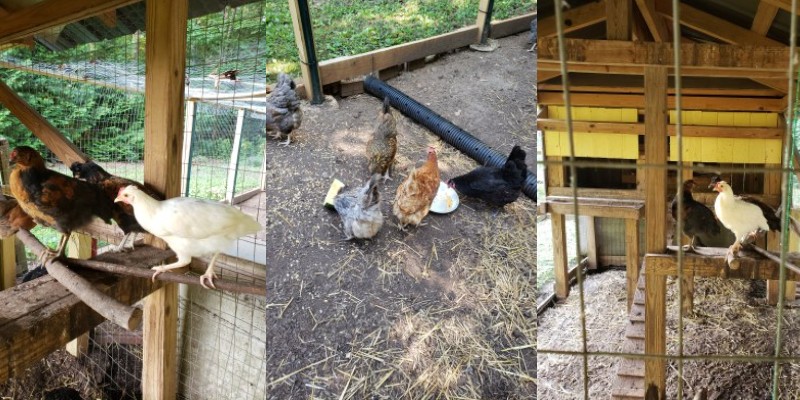 chickenbanner-littles.jpg