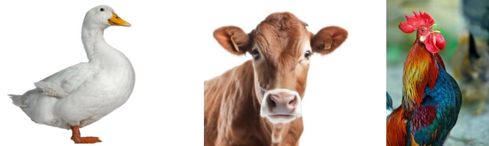 duck-cow-rooster.jpg