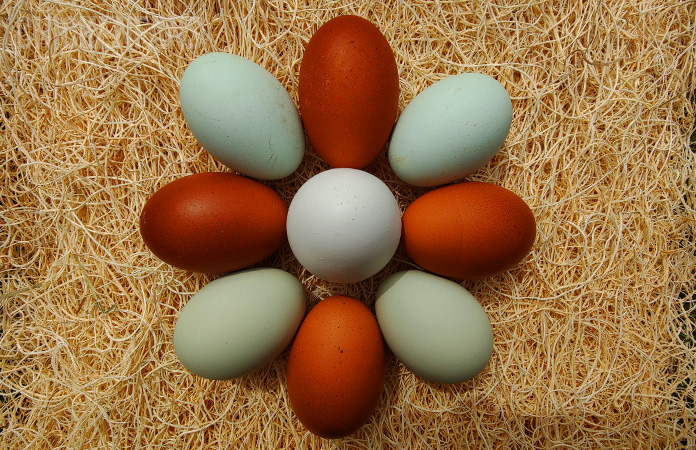 eastereggers.jpg