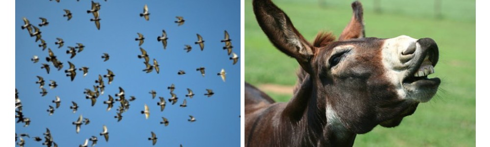 fowl-donkey.jpg