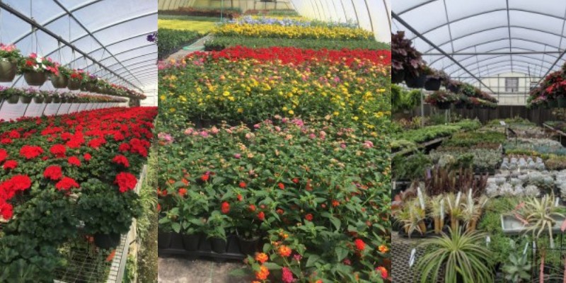 greenhouse-banner.jpg