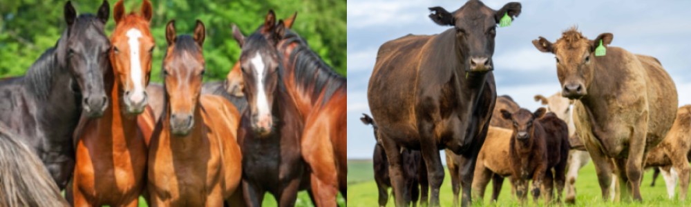 horses-cattle.jpg