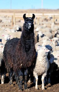 llamas-guard-300.jpg