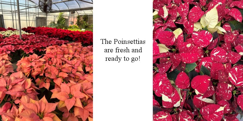 poinsettia-banner.jpg