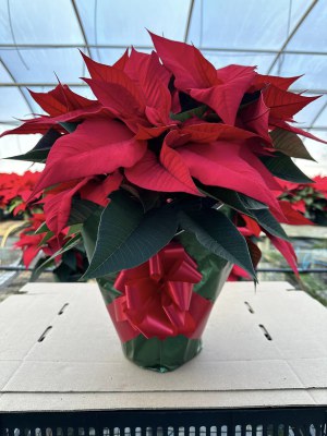 pointsettia-300.jpg