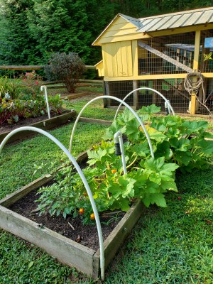 squash-beets-400.jpg