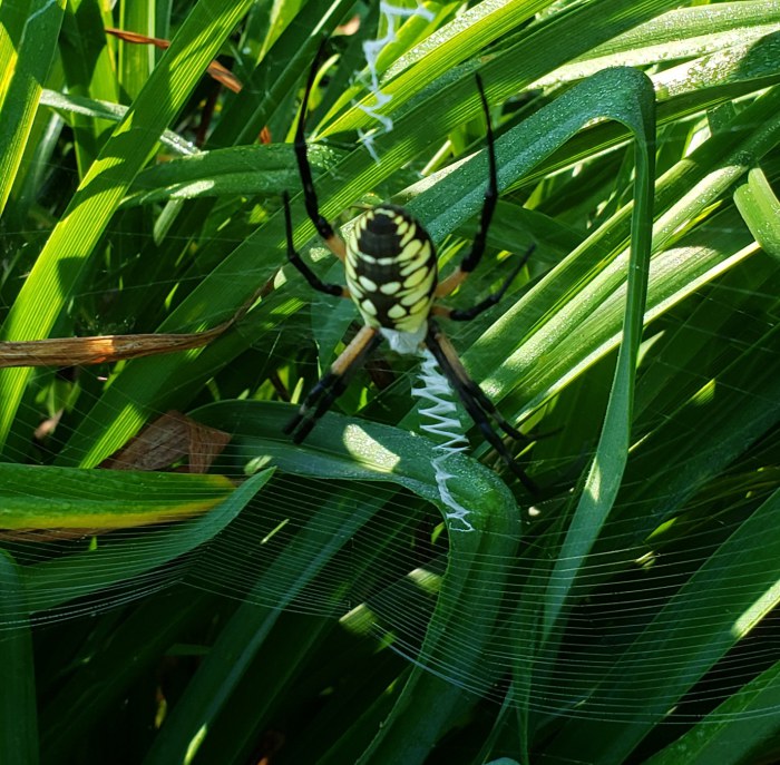 yellowspider-700.jpg