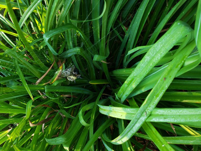 yellowspider-with-fly-700.jpg