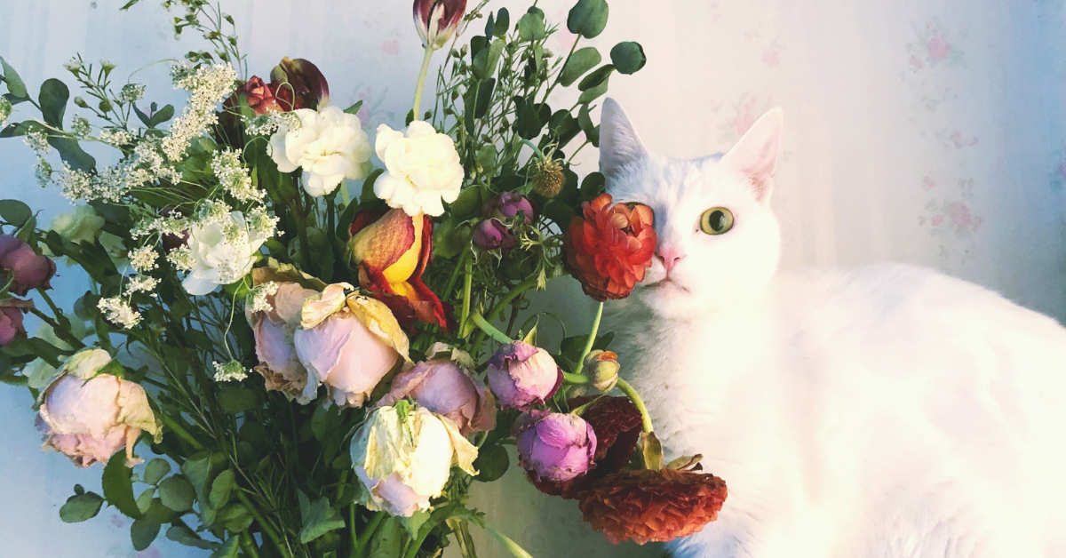 Choose The Perfect PetSafe Fresh Flowers Nancy's Floral