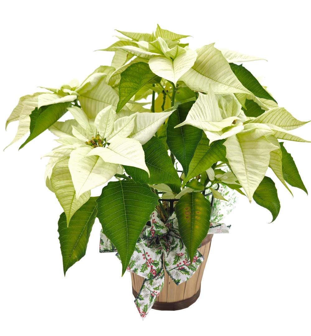 White Poinsettia Plant Christmas Poinsettias Nancy's Floral