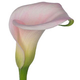 Calla Lilies