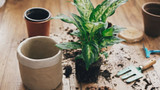 Your Guide to Caring for Indoor Plants 
