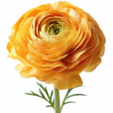 Ranunculus