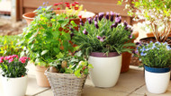 Ready to Bring Your Outdoor Plants Inside? Tips on How to Keep Your Summer Flowers Alive