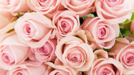 The Meaning Behind Pink Roses 