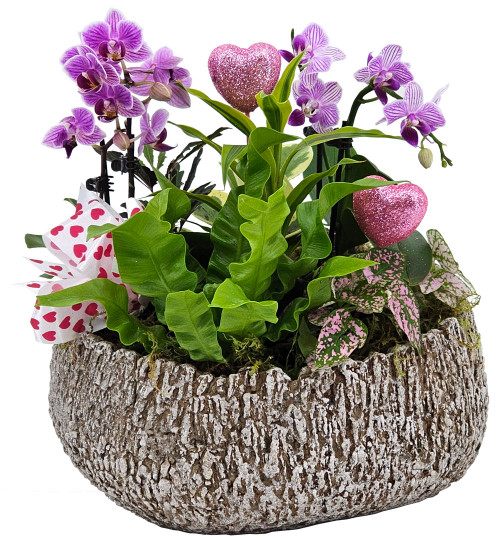 Mini-Phalaenopsis Orchid Dish Garden