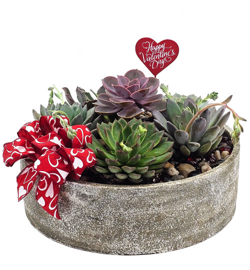 Valentine's Succulent Planter - Large