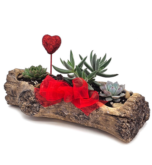 Log Succulent Planter