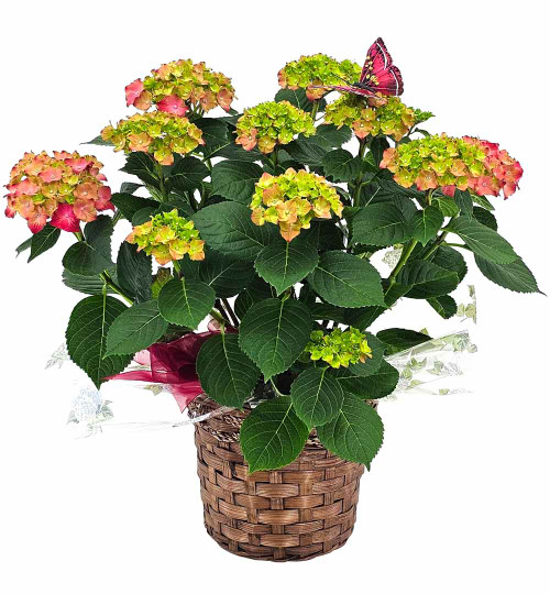 Blooming Hydrangea Plant