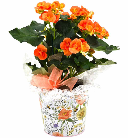 Blooming Rieger Begonia Plant