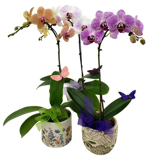 Phalaenopsis Orchid Assortment
