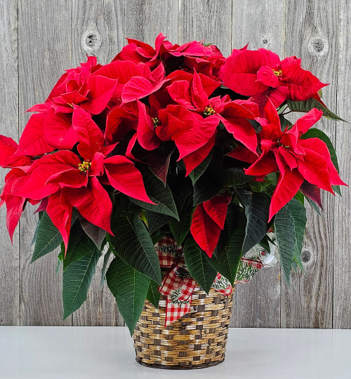 Classic Holiday Red Poinsettia – 8" Potted Plant