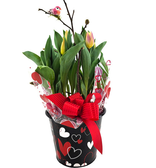 Valentine's Tulip Plant