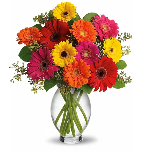 Gerbera Brights